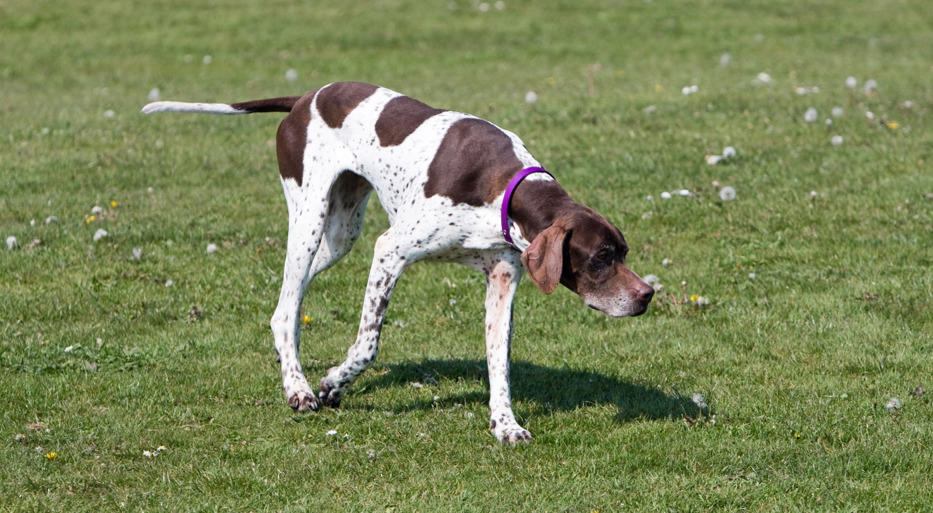 Pointer (image credits: wikimedia)