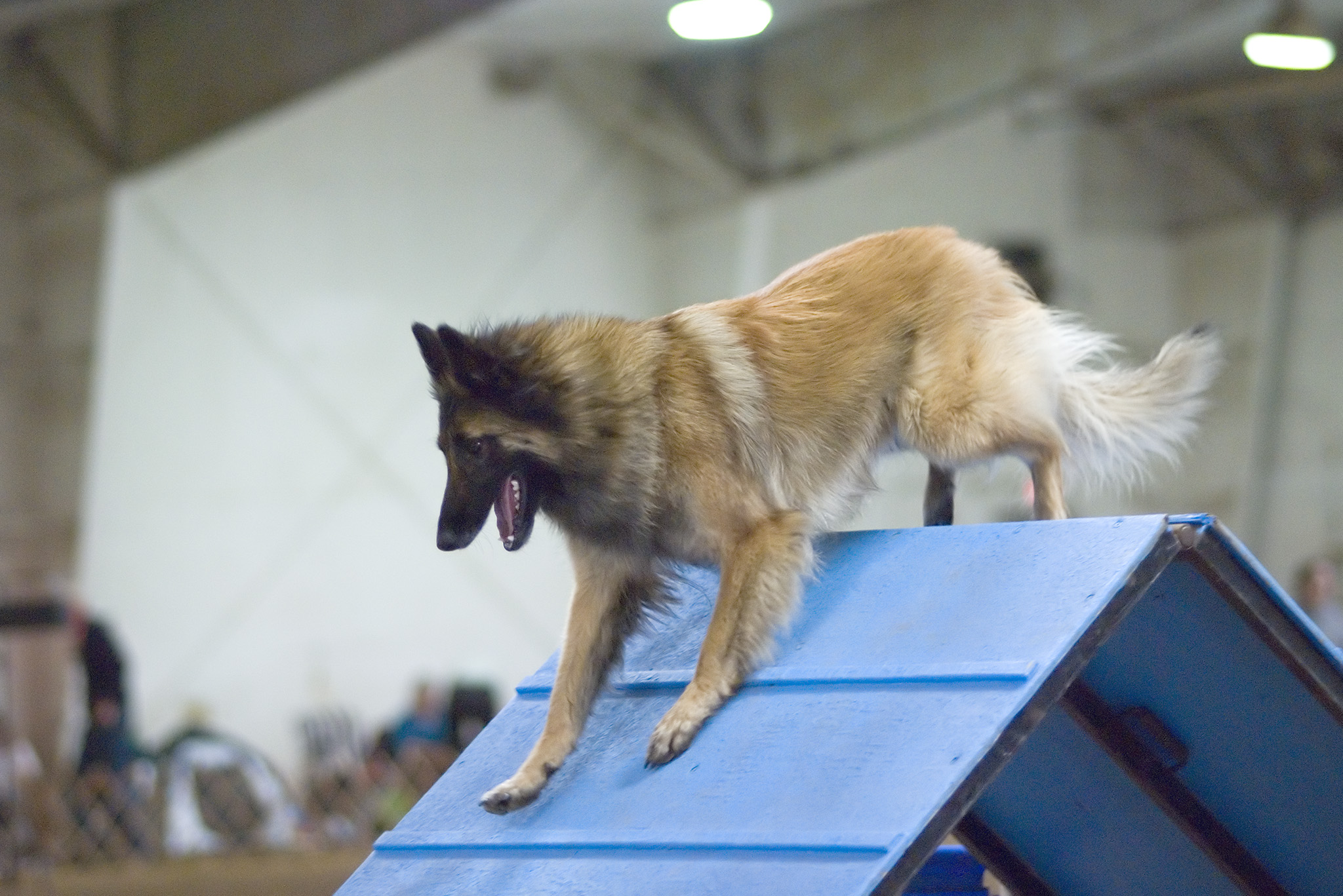 Belgian Tervuren (image credits: wikimedia)