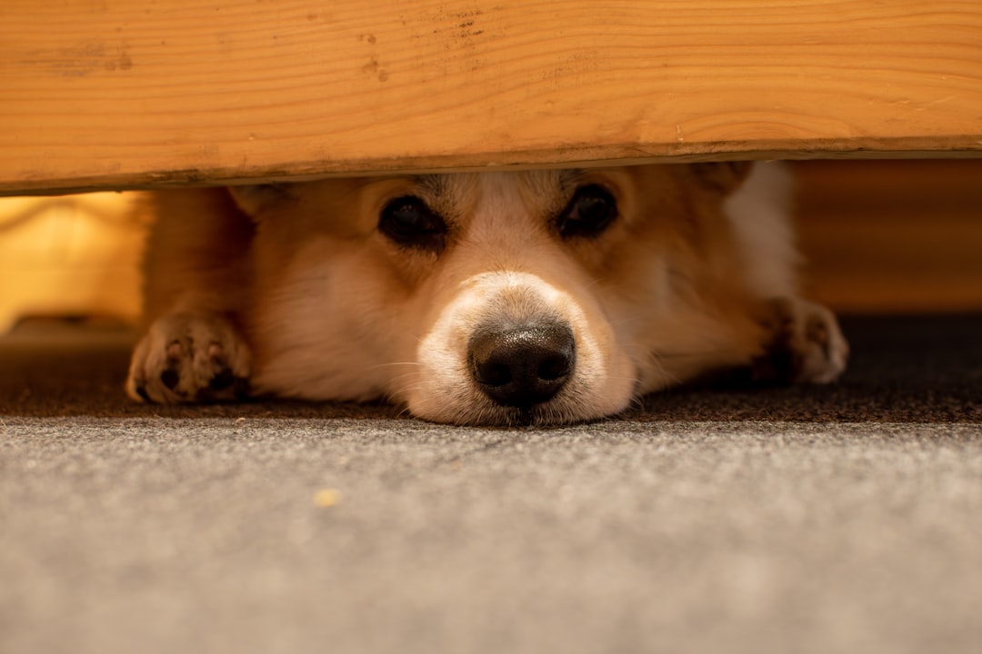 Playing Hide and Seek Together (image credits: unsplash)