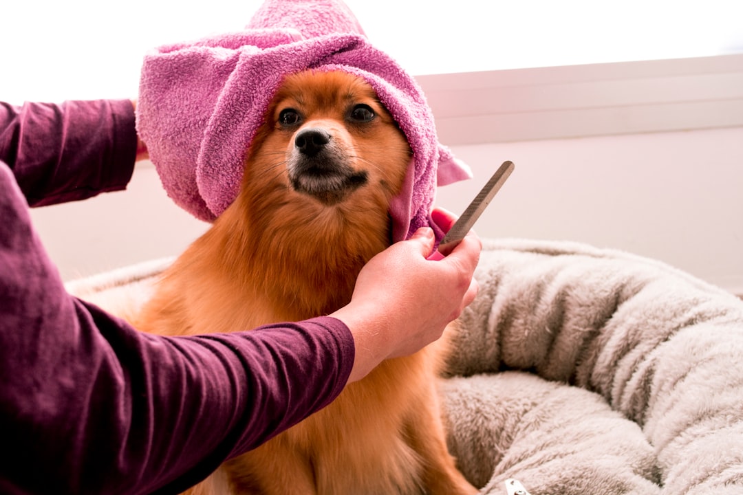 Grooming Them Gently and Regularly (image credits: unsplash)