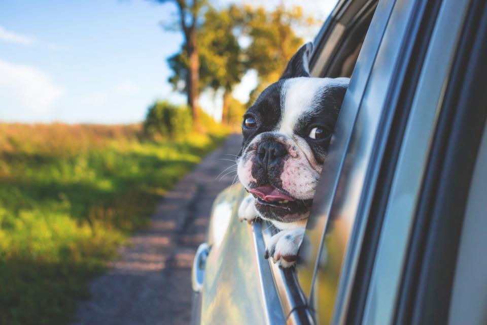 Including Them in Your Car Adventures (image credits: stocksnap)