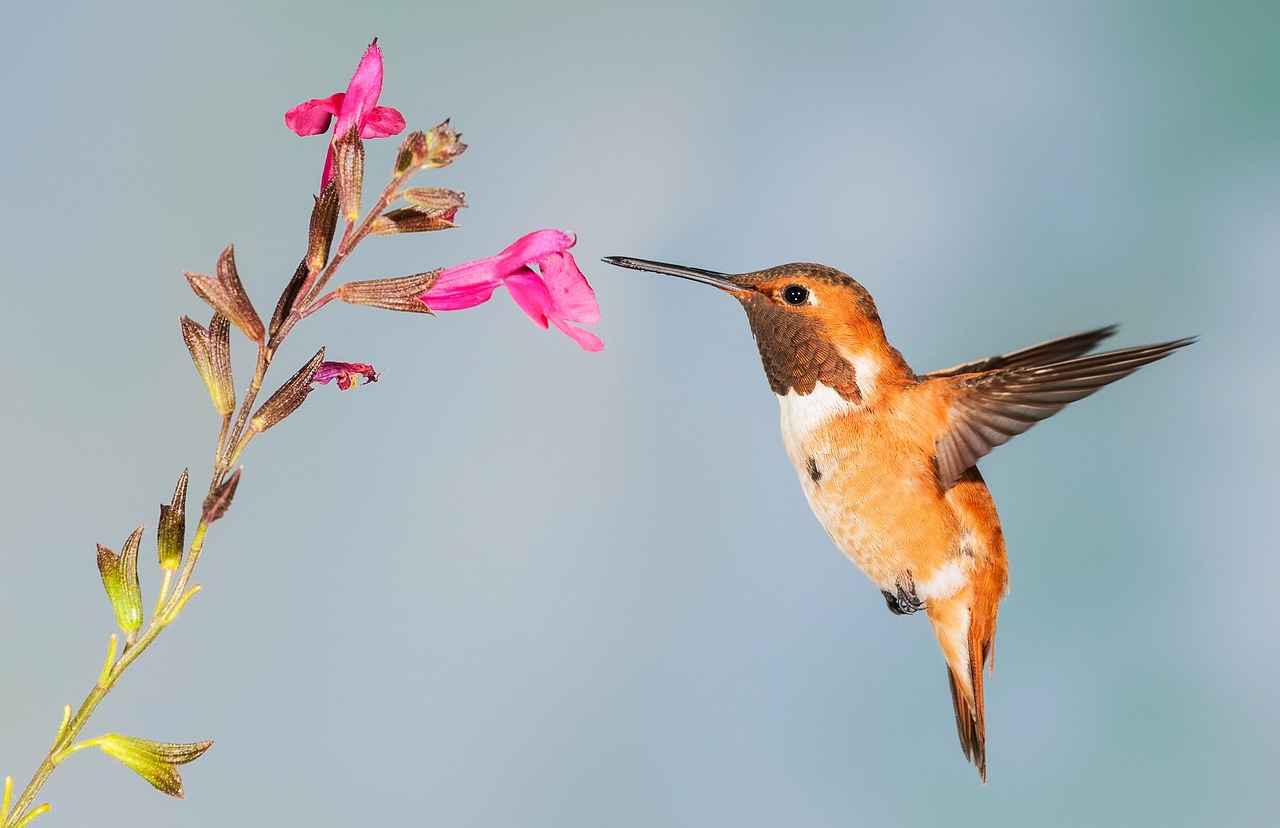 Using Neonicotinoid Pesticides (image credits: pixabay)