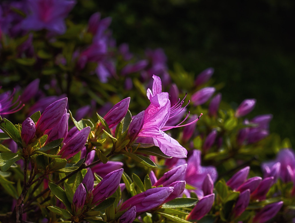 Planting Azaleas and Rhododendrons (image credits: flickr)