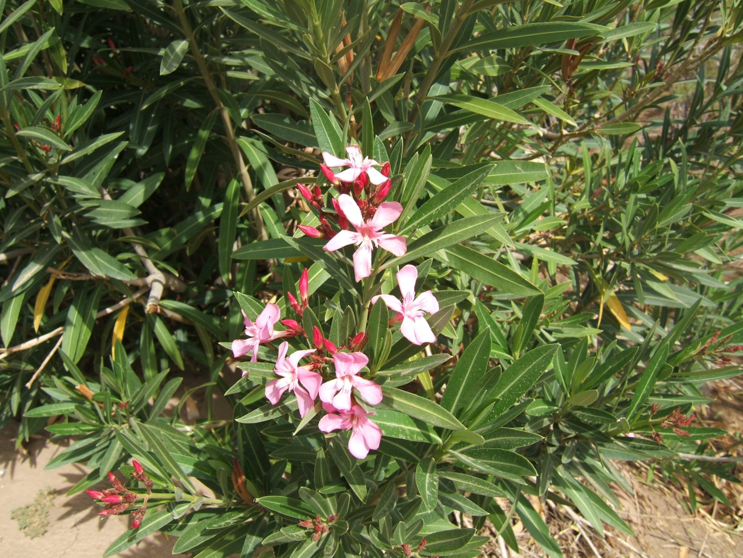 Growing Oleander as an Ornamental (image credits: wikimedia)
