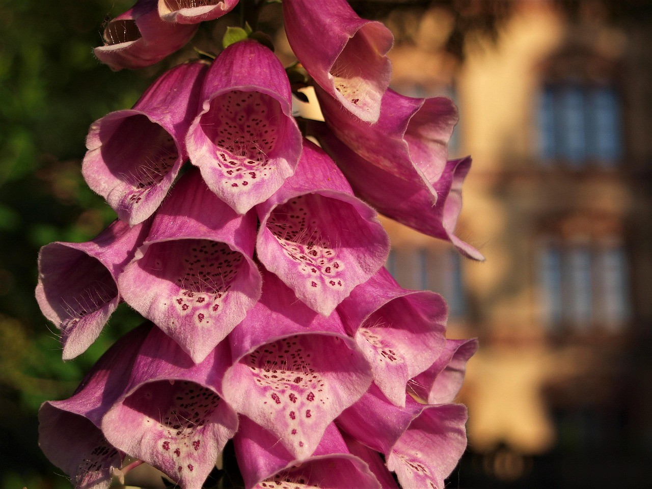 Including Foxglove in Your Garden Design (image credits: pixabay)