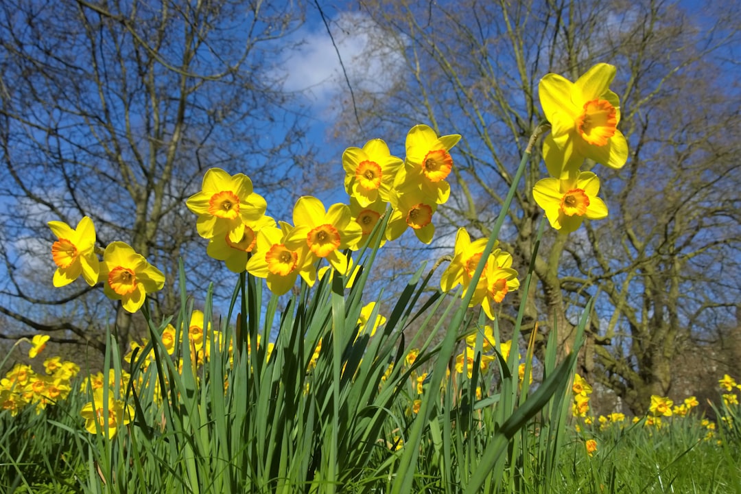 Planting Daffodils Near Feeding Areas (image credits: unsplash)