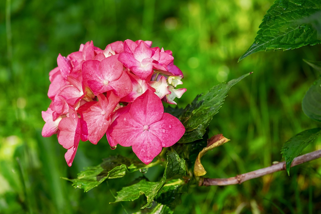 Incorporating Hydrangeas Without Research (image credits: pixabay)