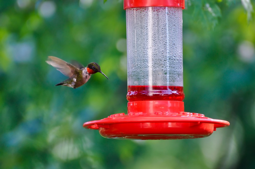 Hanging Only One Feeder (image credits: flickr)