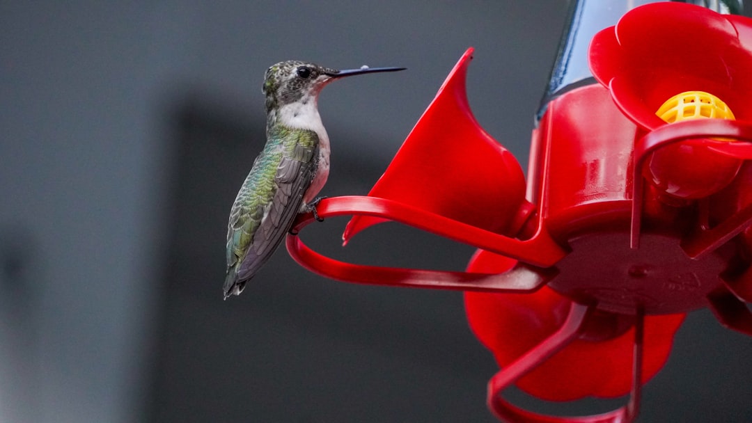 15 Gardening Tips That Are a Hummingbird's Nightmare