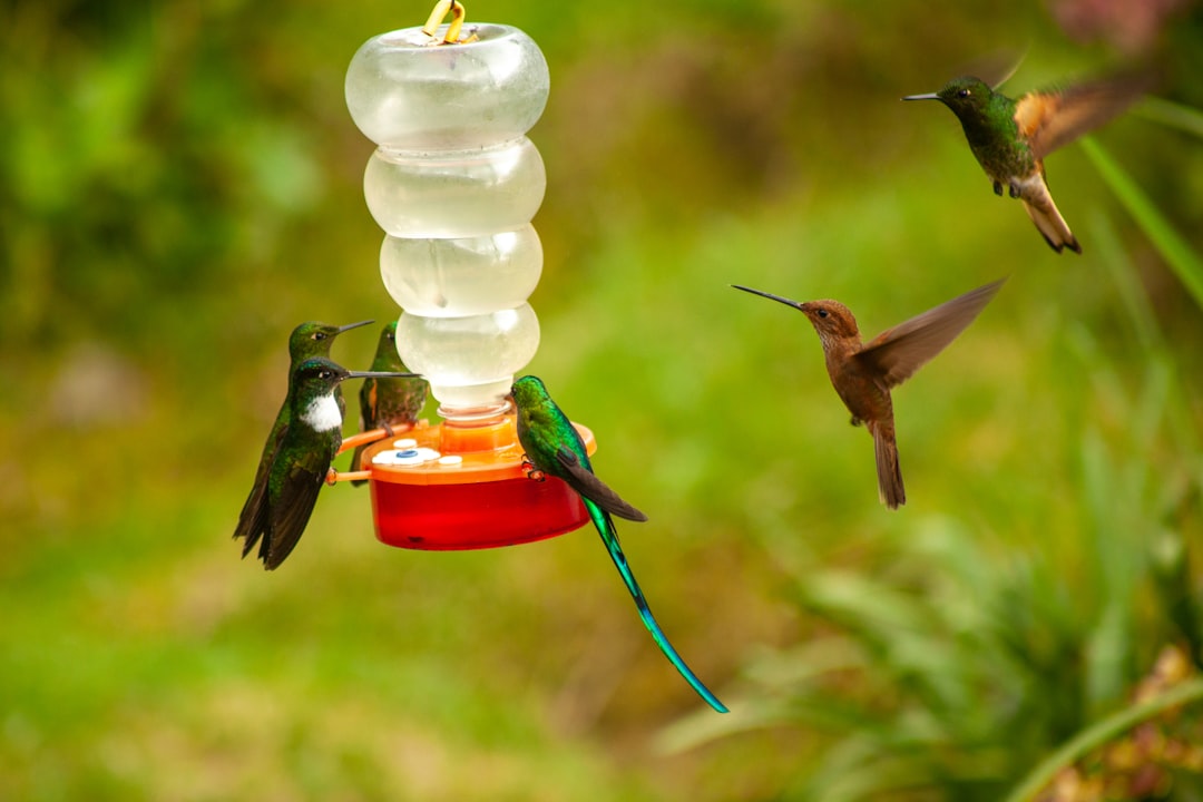 Using Only One Feeder (image credits: unsplash)