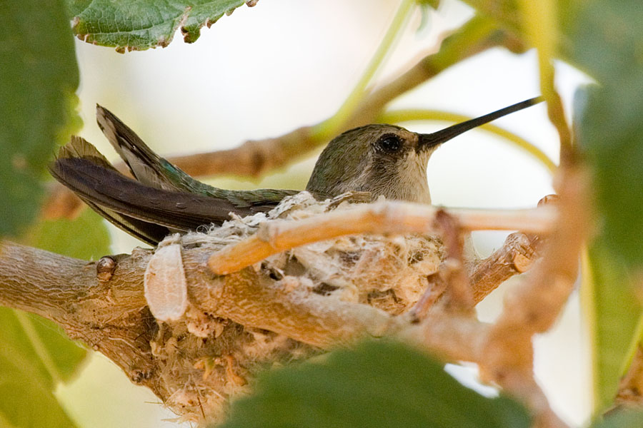 Taking Photos Too Close to Nests (image credits: wikimedia)