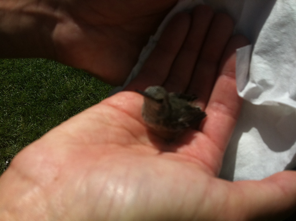 Attempting DIY Hummingbird Rehabilitation (image credits: flickr)