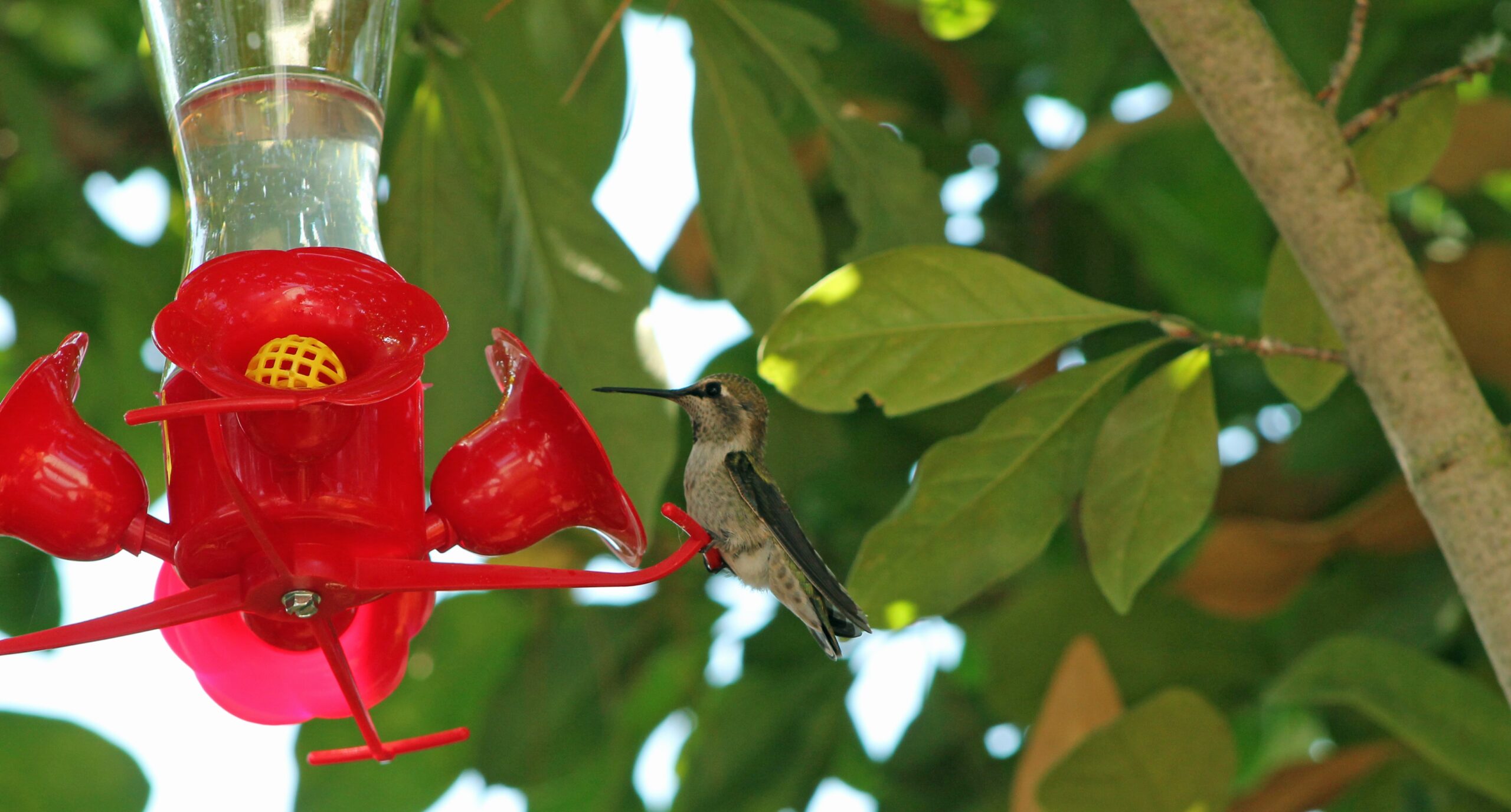 Changing Feeder Locations Frequently (image credits: wikimedia)