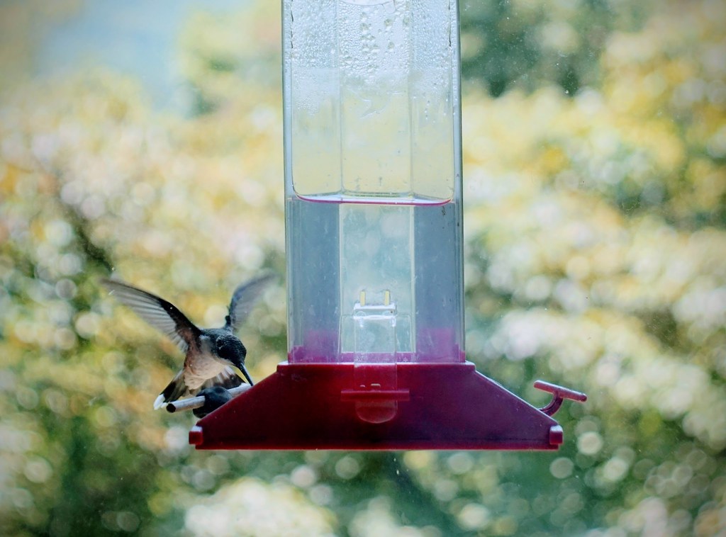 Using Cheap, Poorly Designed Feeders (image credits: flickr)