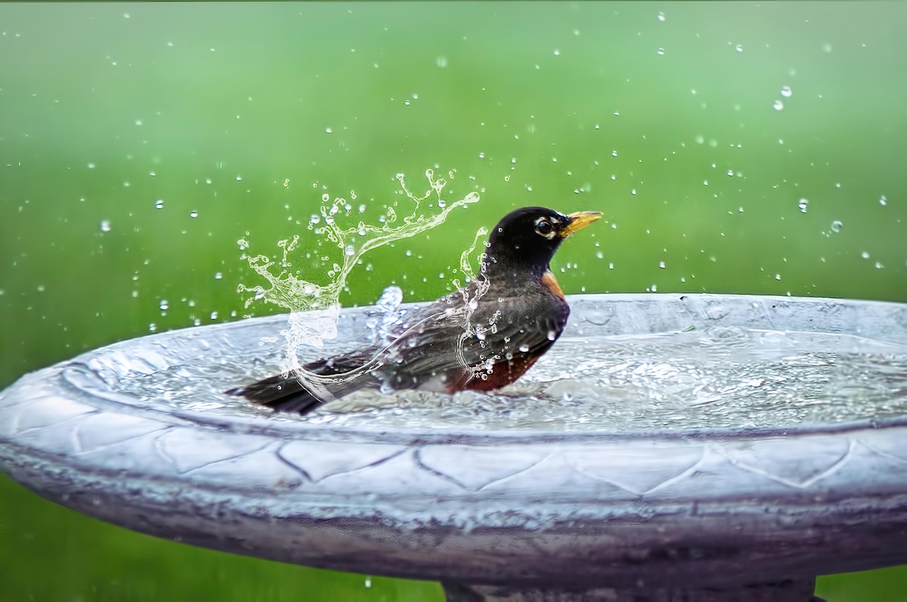 Failing to Provide Fresh Water Sources (image credits: pixabay)