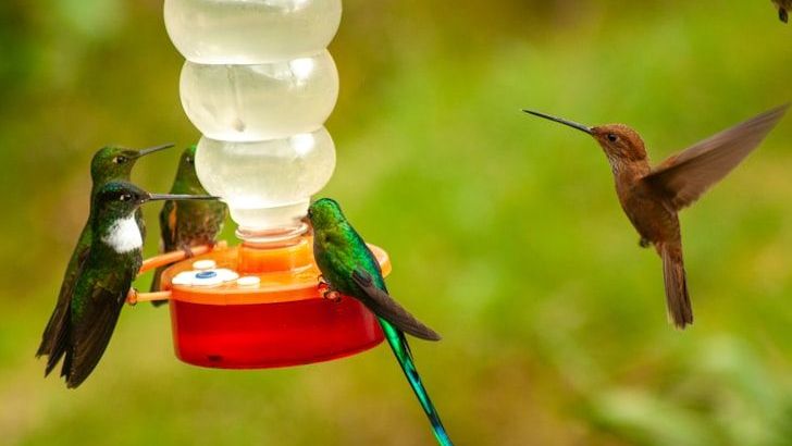 15 Things Vets Wish You Would Stop Doing To Attract Hummingbirds To Your Garden