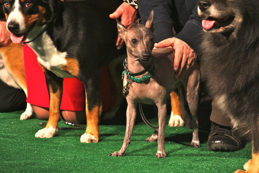 The Xoloitzcuintli: The Ancient Velvet Heater (image credits: flickr)