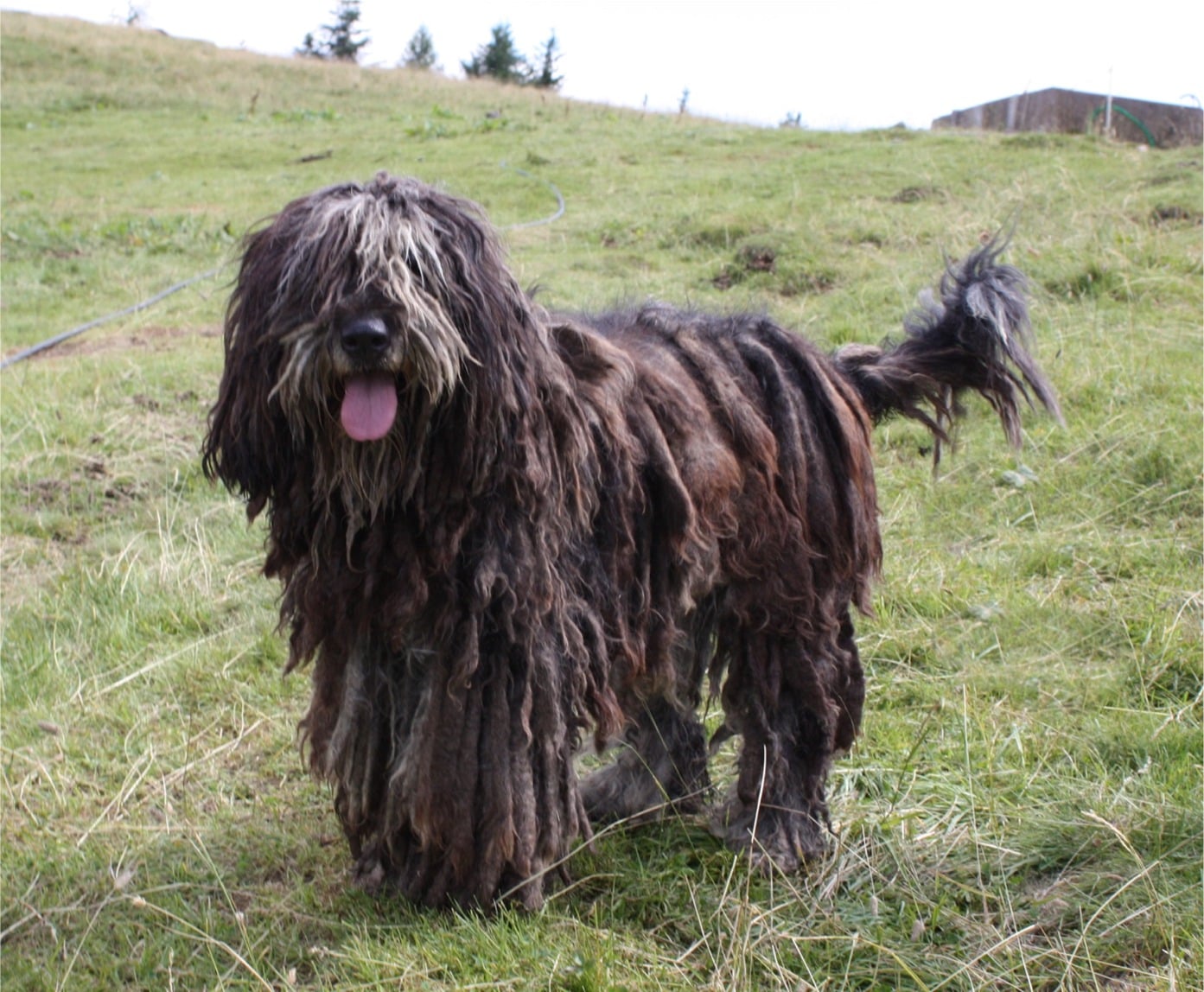 The Bergamasco Sheepdog: The Walking Mop with a Heart of Gold (image credits: wikimedia)