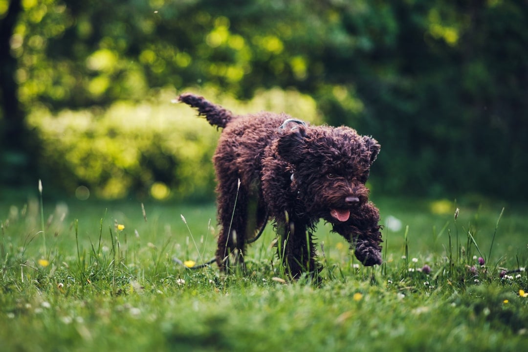 The Lagotto Romagnolo: The Treasure Hunter with Curls (image credits: unsplash)