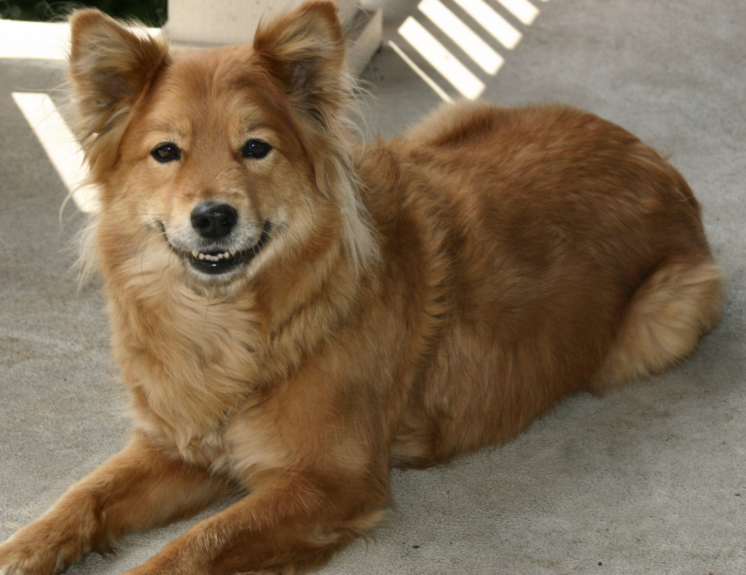 The Finnish Spitz: The Foxy Opera Singer (image credits: wikimedia)