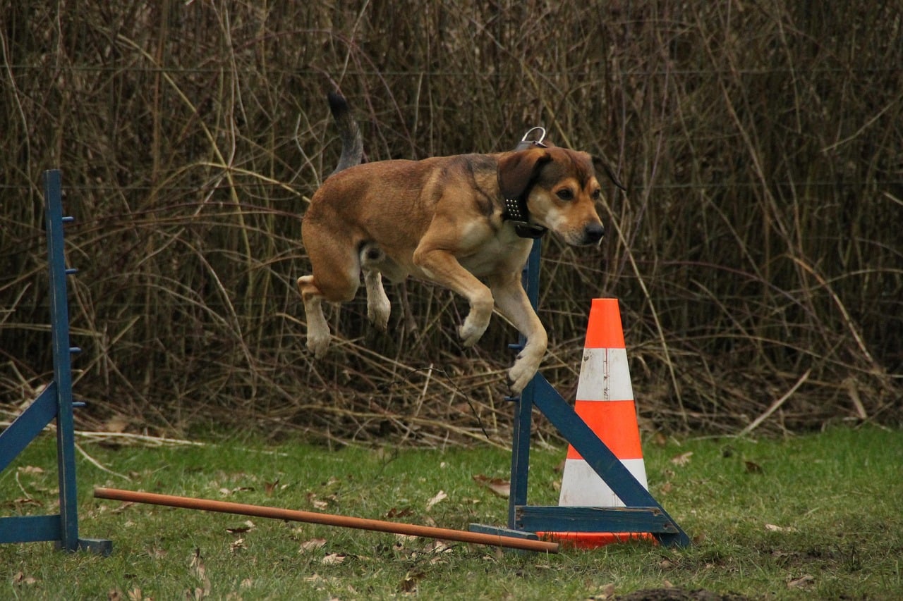 The Telomian: The Door-Opening Ladder Climber (image credits: pixabay)
