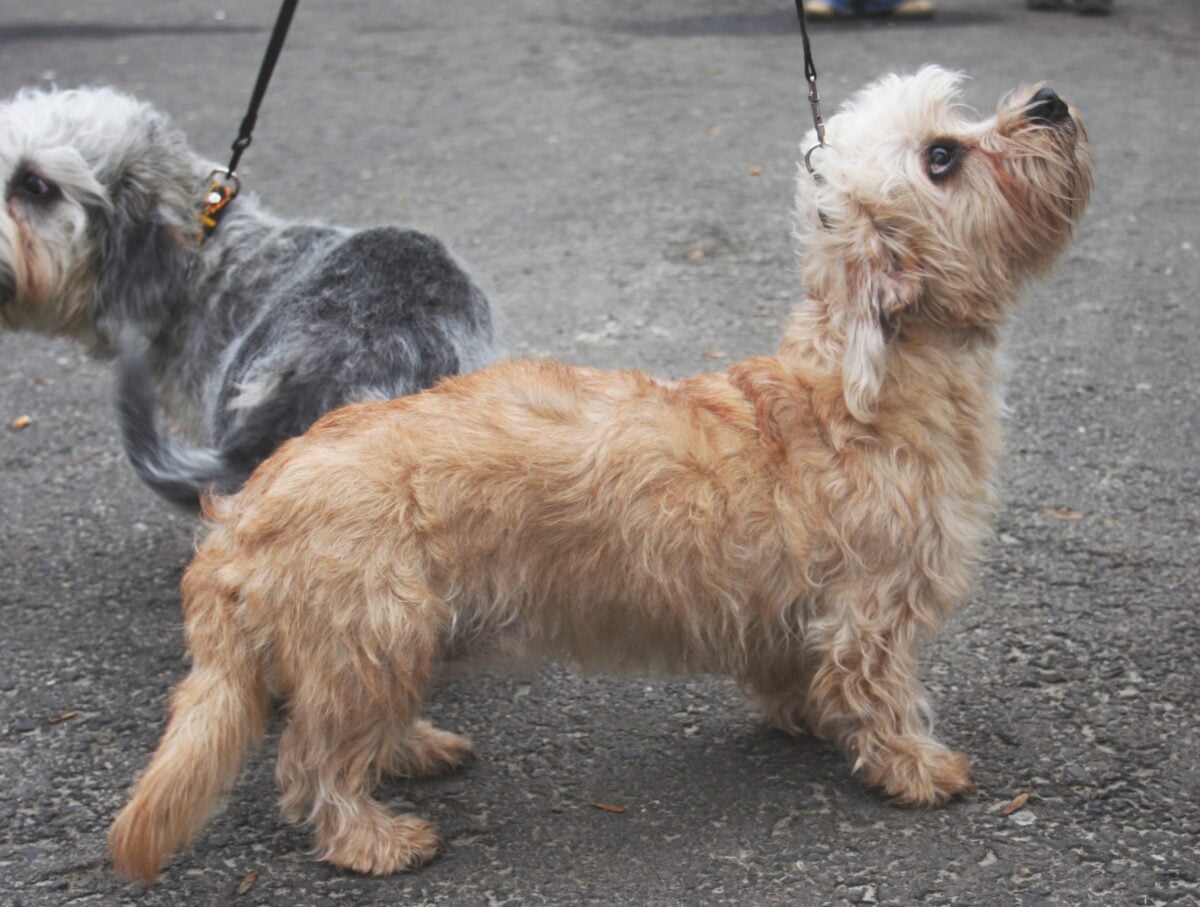 The Dandie Dinmont Terrier: The Fictional Character Come to Life