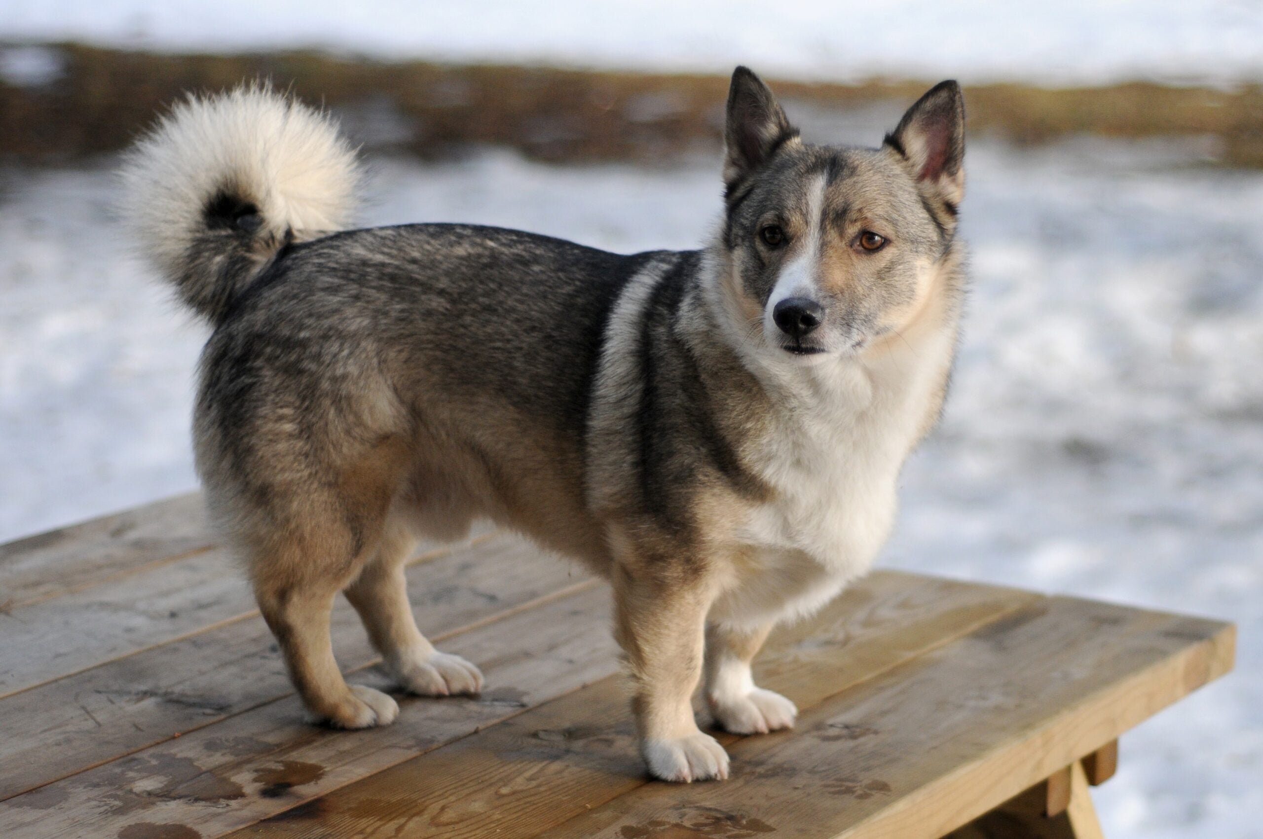 The Swedish Vallhund: The Viking Corgi (image credits: wikimedia)