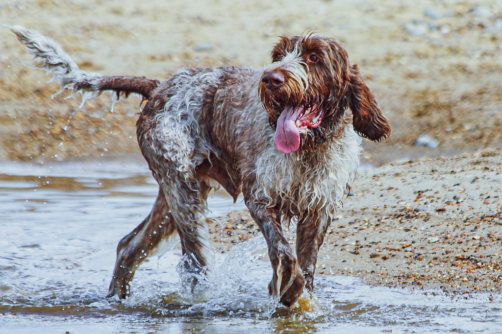 The Otterhound: The Shaggy Swimmer with Webbed Feet (image credits: flickr)