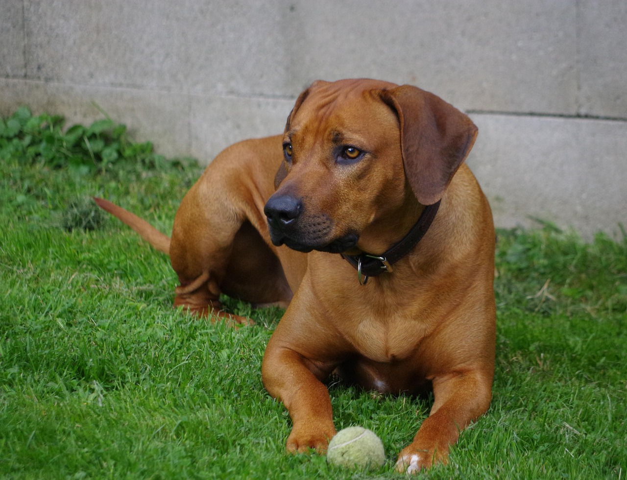 The Thai Ridgeback: The Mohawk-Sporting Rebel (image credits: pixabay)
