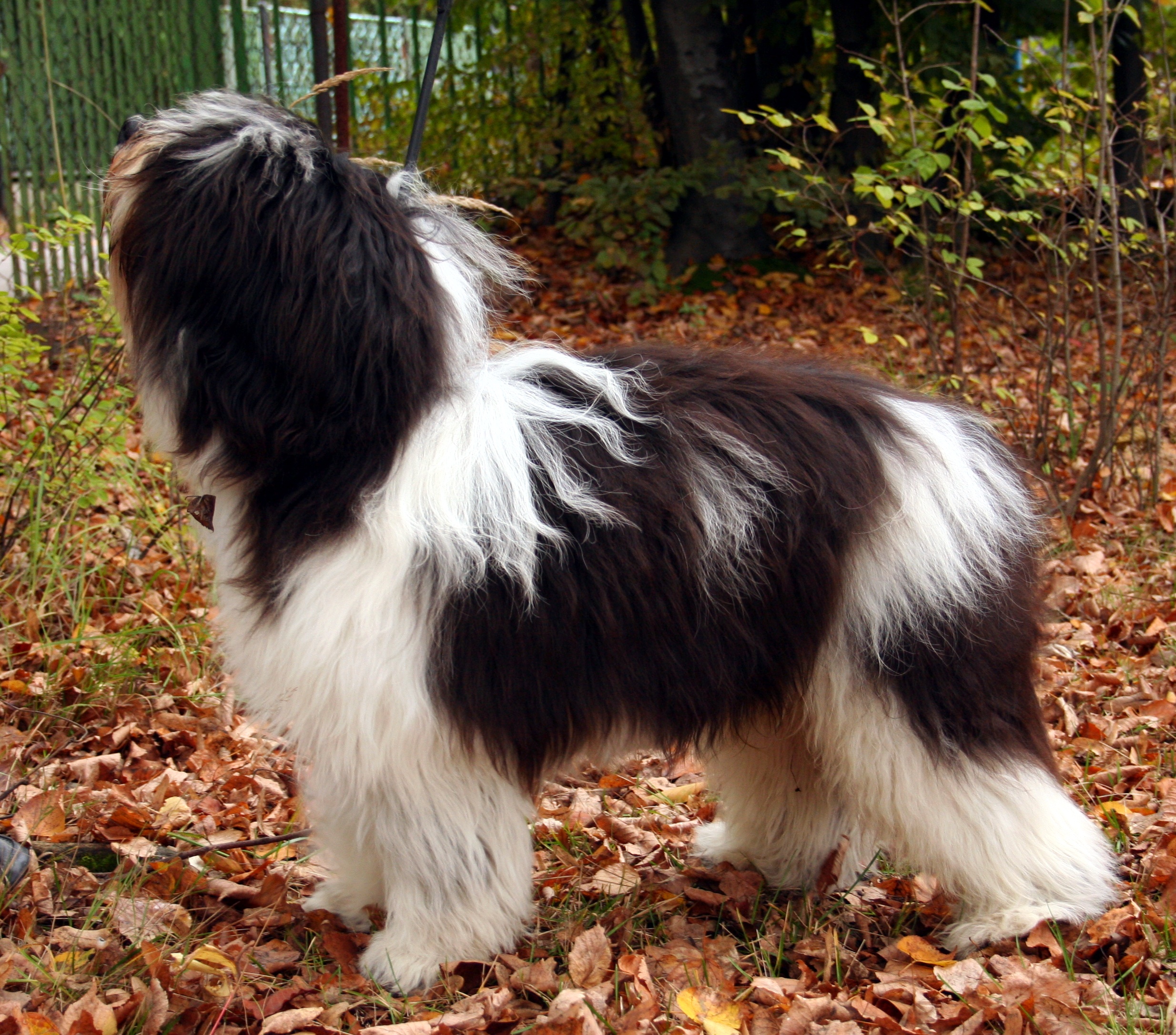 The Polish Lowland Sheepdog: The Stubborn Genius (image credits: wikimedia)