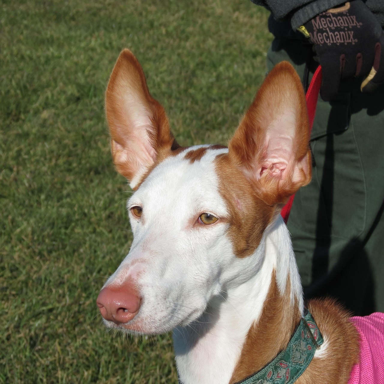 The Ibizan Hound: The Serious-Looking Goofball (image credits: pixabay)