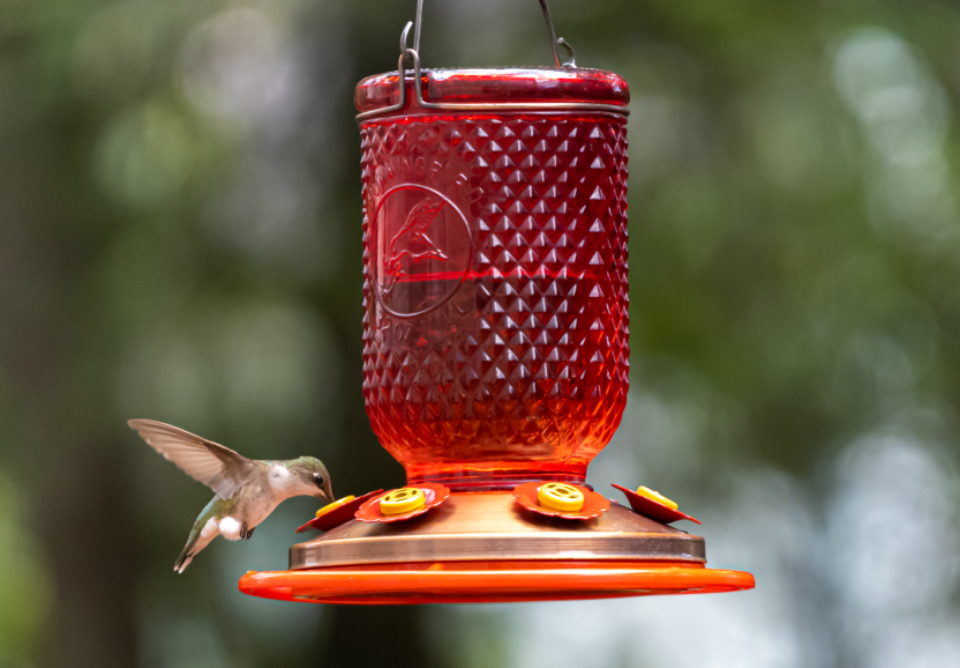 12. Adding Red Dye to Nectar Harms These Delicate Birds (image credits: stocksnap)