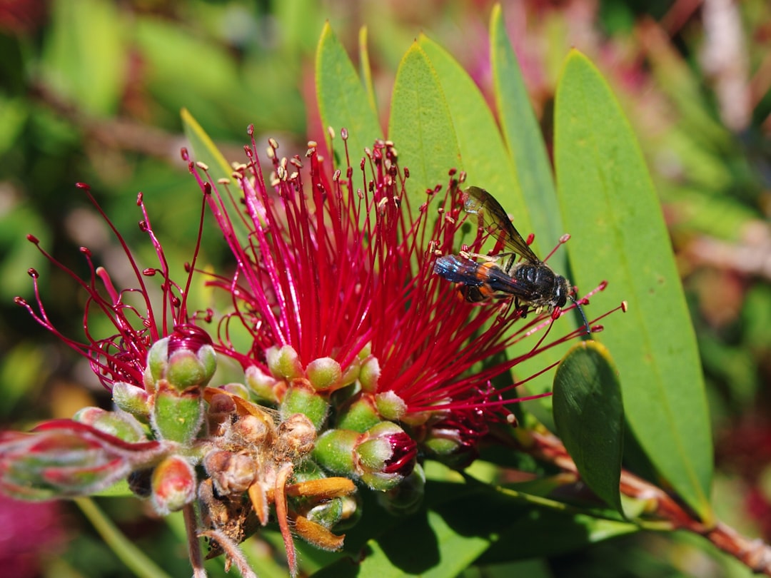10. Missing Native Plants That Support Insect Populations (image credits: unsplash)
