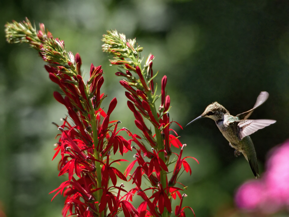 9. Insufficient Flower Color Variety Throughout the Season (image credits: stocksnap)