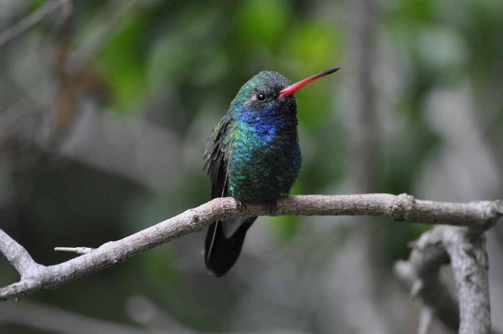 7. Inadequate Nesting and Perching Opportunities (image credits: flickr)