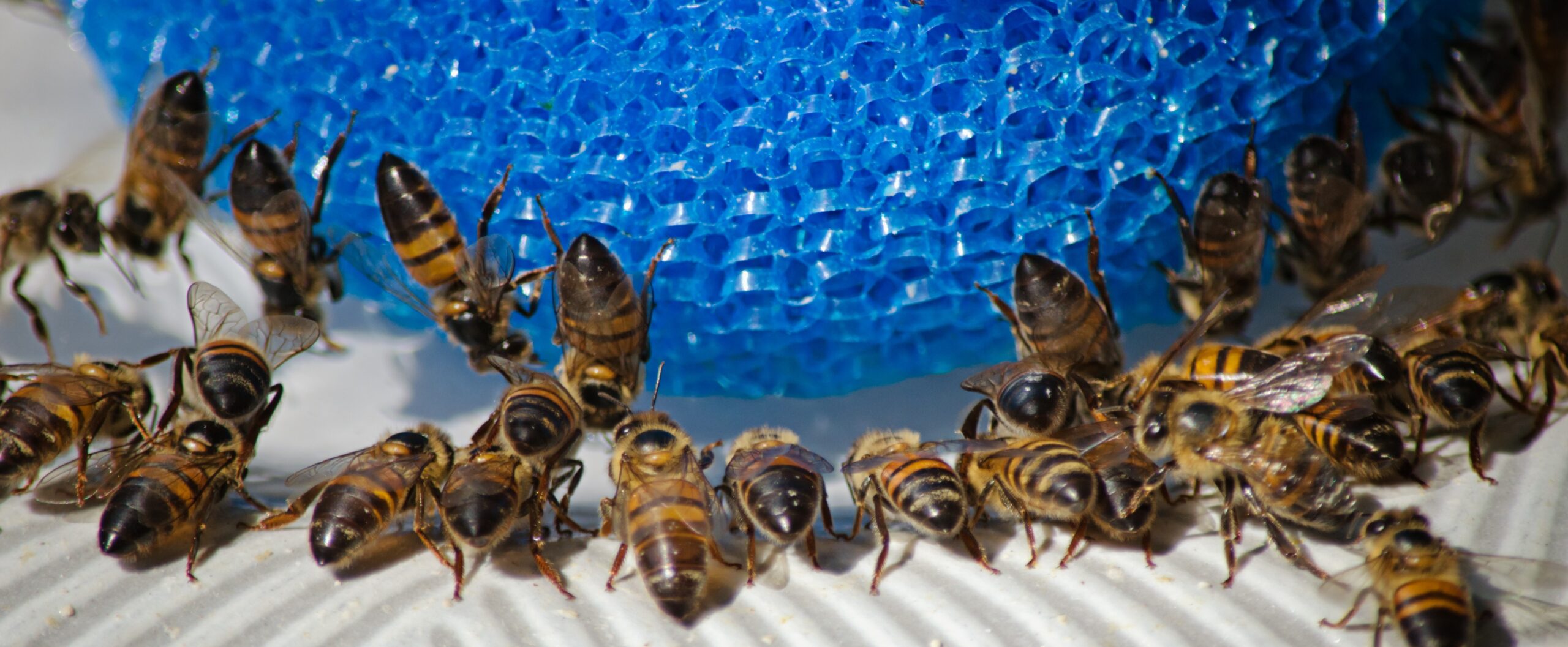 4. Ant and Wasp Invasions at Feeding Stations (image credits: wikimedia)
