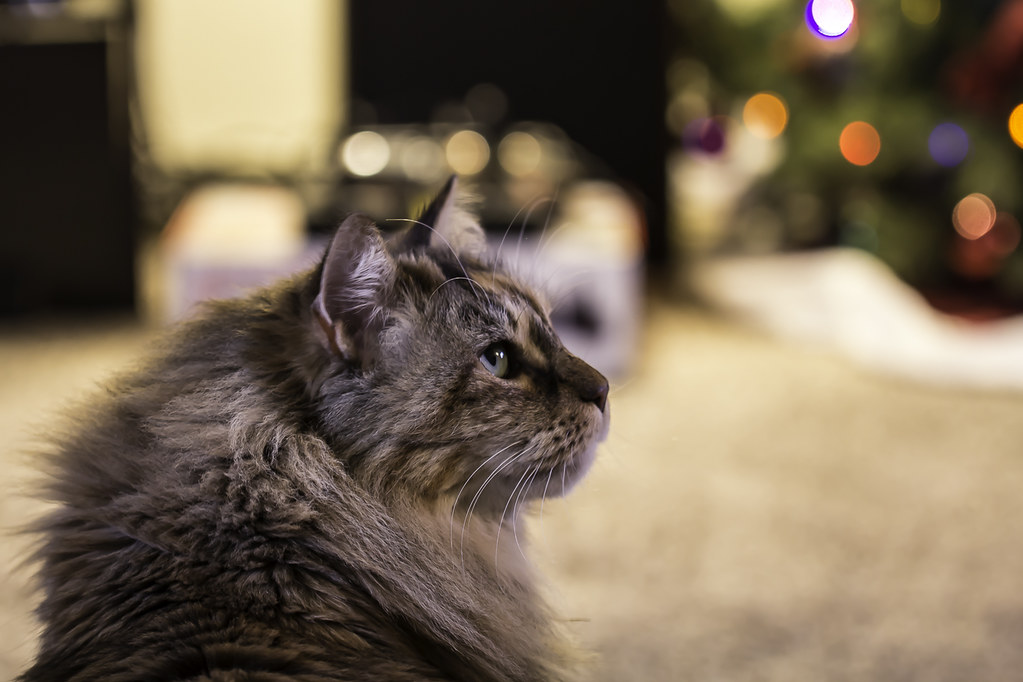 3. Presence of Cats and Other Predators (image credits: flickr)