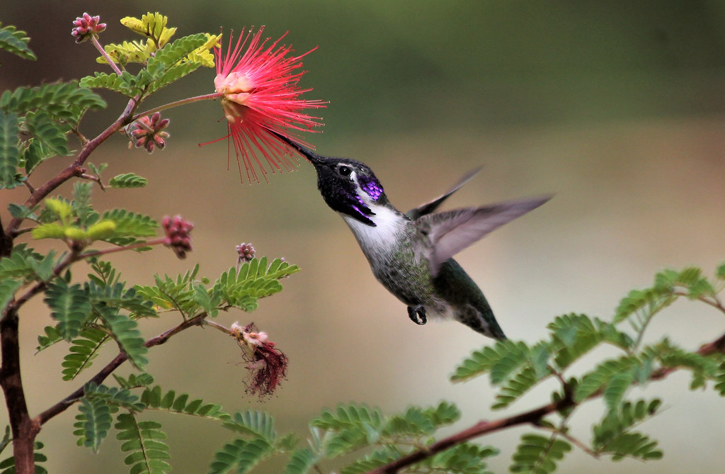 2. Competing Gardens Offering Better Resources Nearby (image credits: flickr)