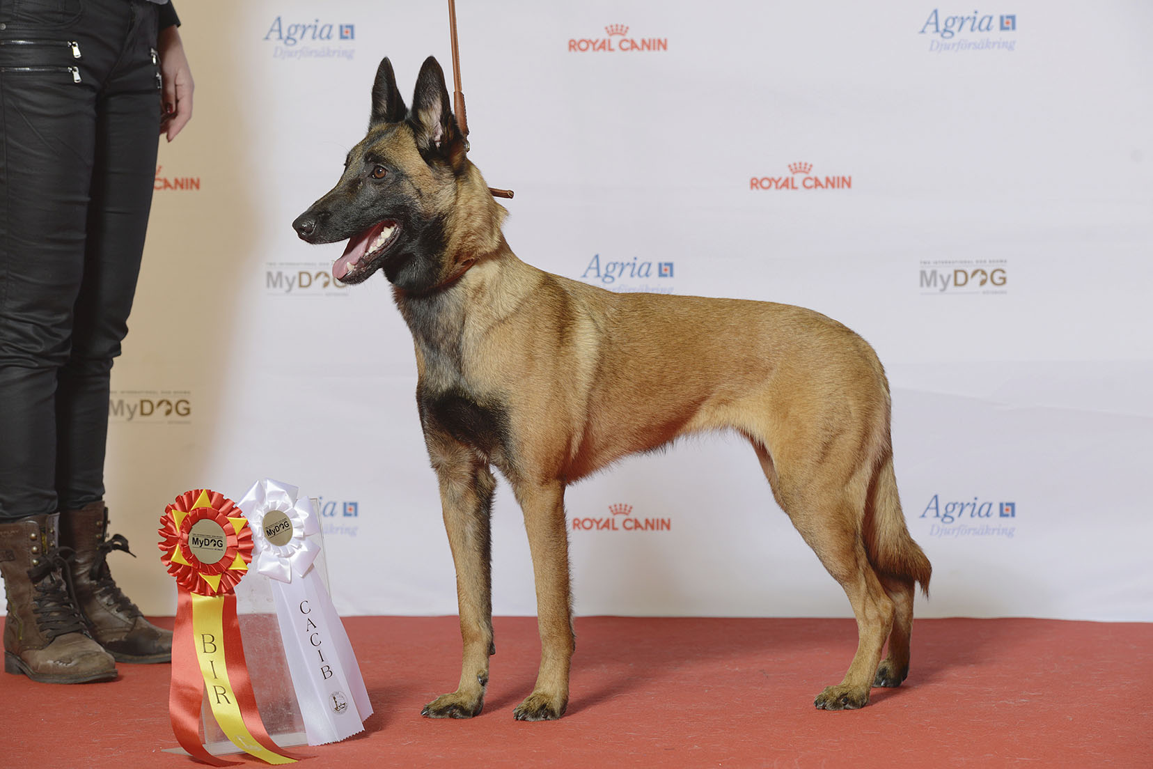 Belgian Malinois: The Elite Guardian (image credits: wikimedia)