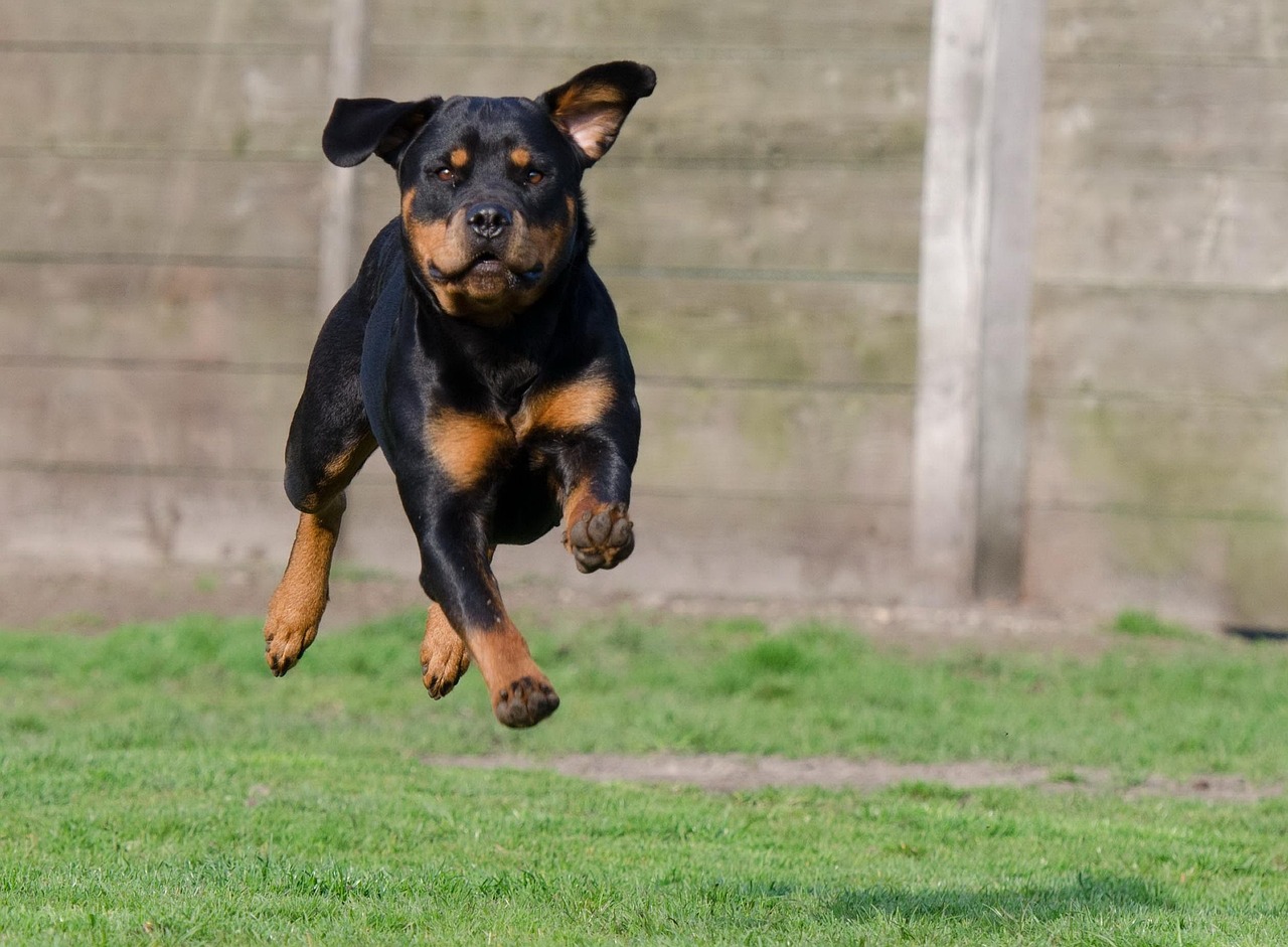 Rottweiler: The Gentle Giant with a Fierce Heart (image credits: pixabay)