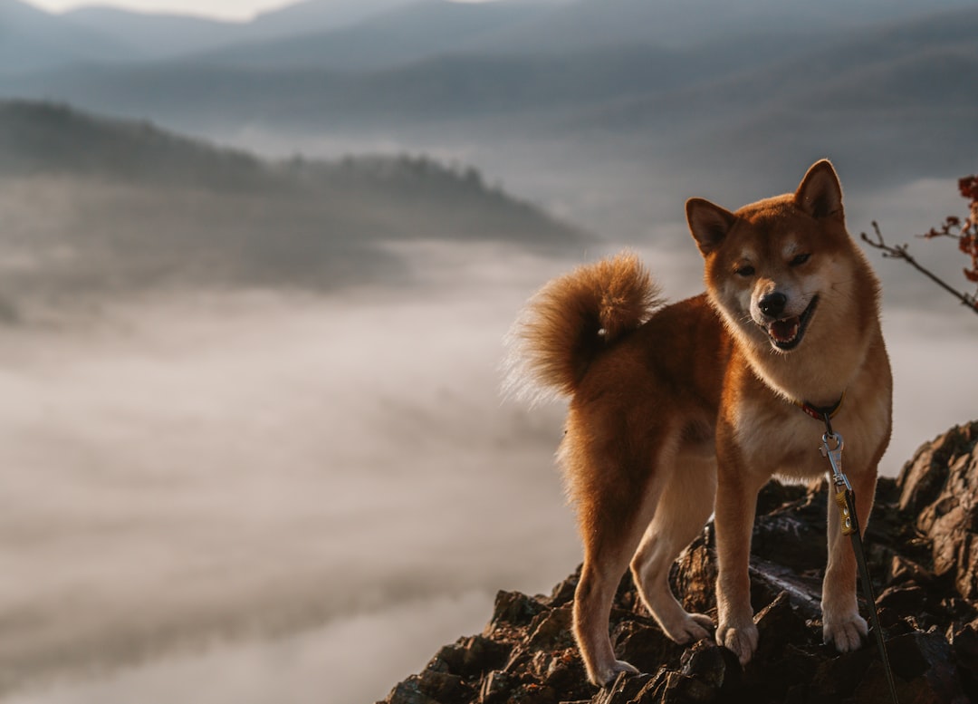 Akita: The Samurai of the Dog World (image credits: unsplash)