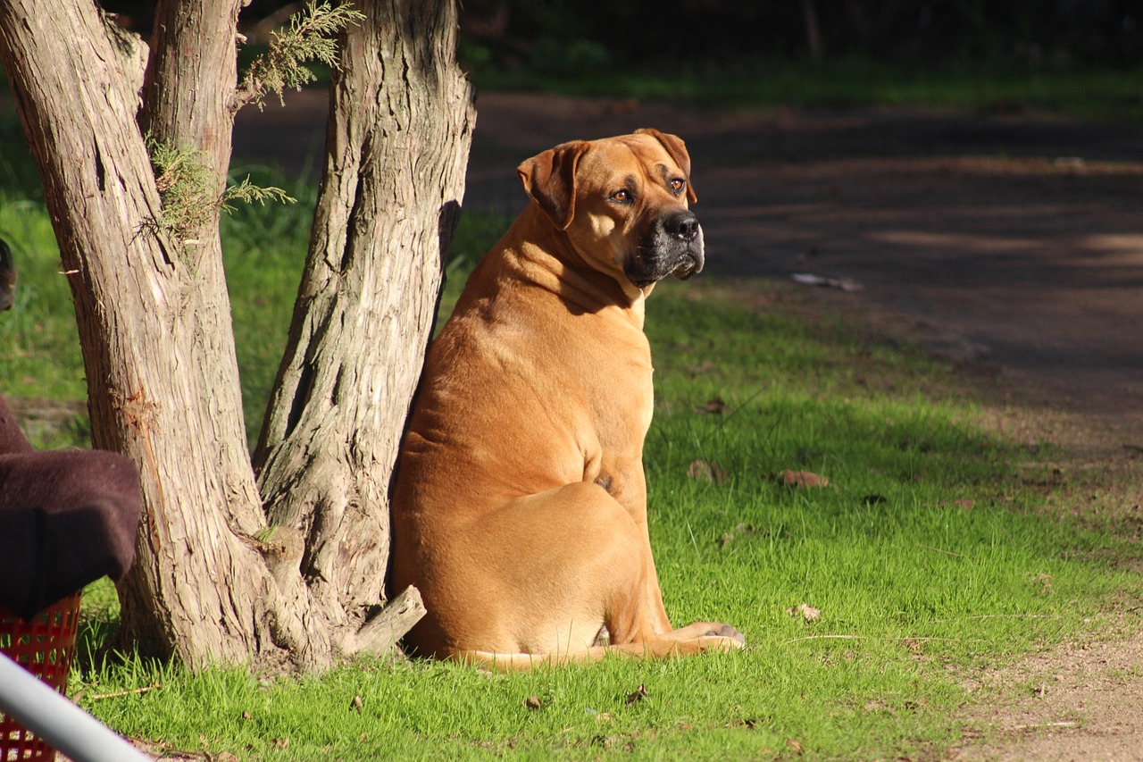 Bullmastiff: The Silent Sentinel (image credits: pixabay)