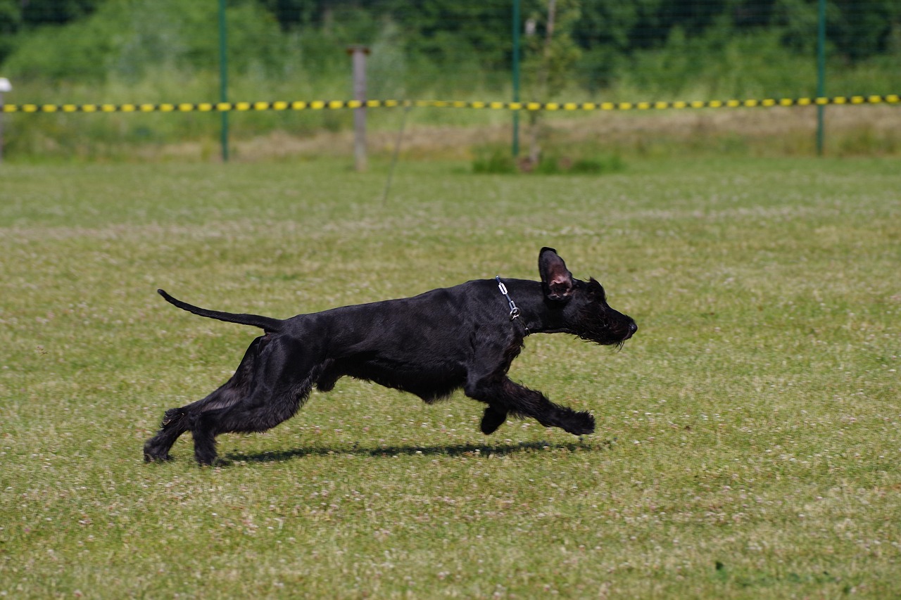 Giant Schnauzer: The Powerful Protector (image credits: pixabay)