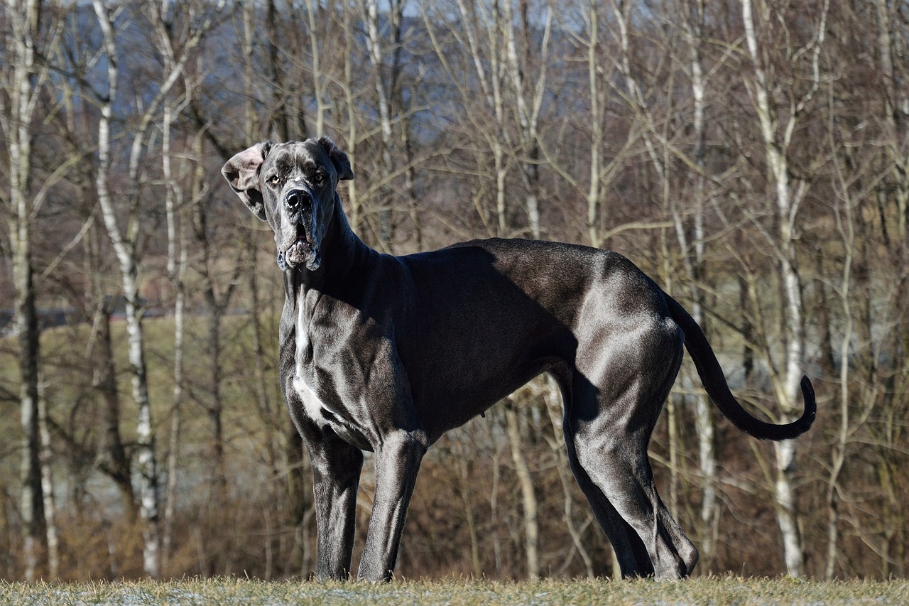 Great Dane: The Gentle Giant Guardian (image credits: pixabay)