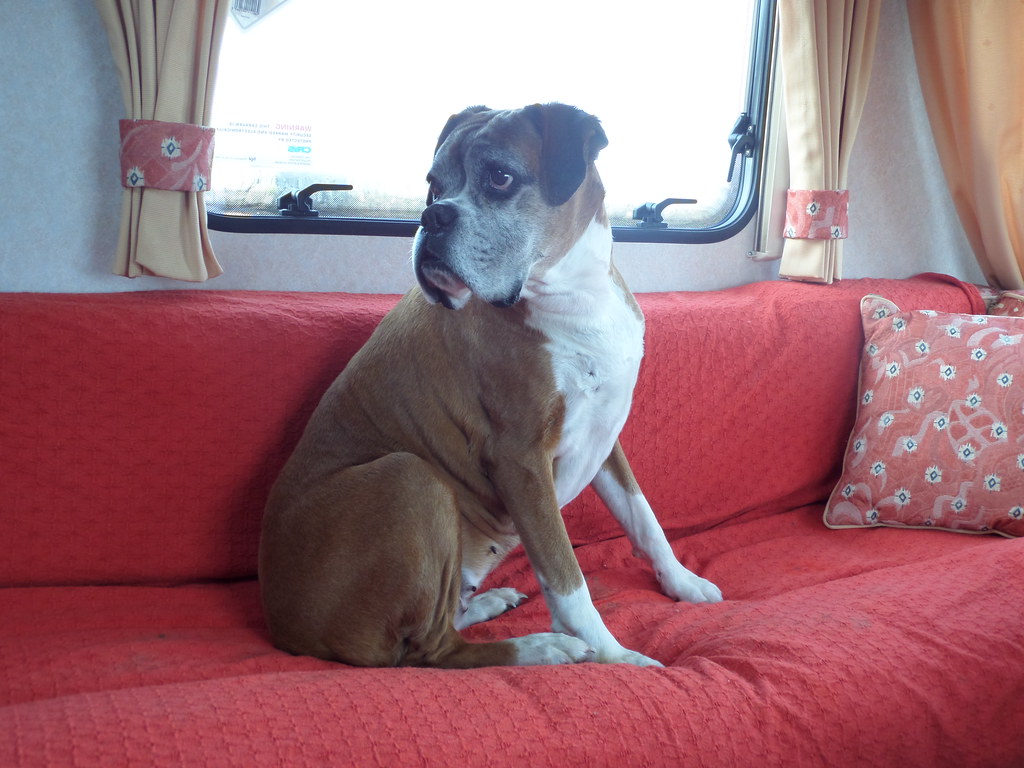 Boxer: The Playful Protector (image credits: flickr)