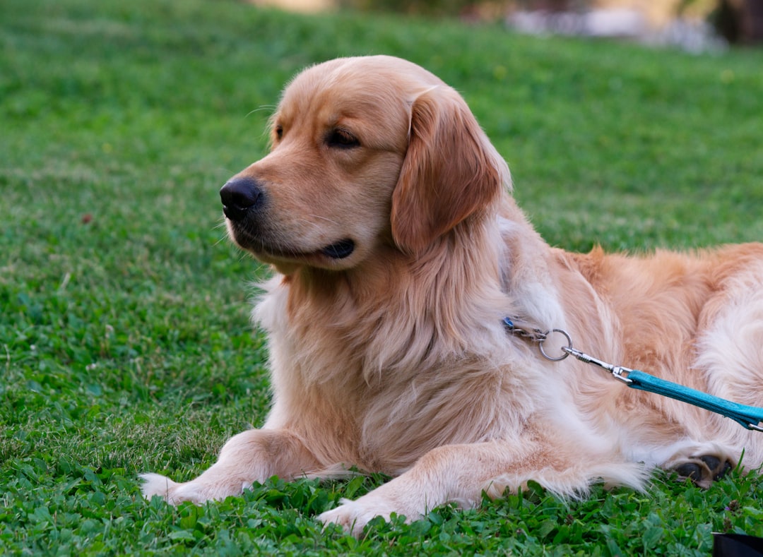 Golden Retriever: The Heart of Gold Guardian
