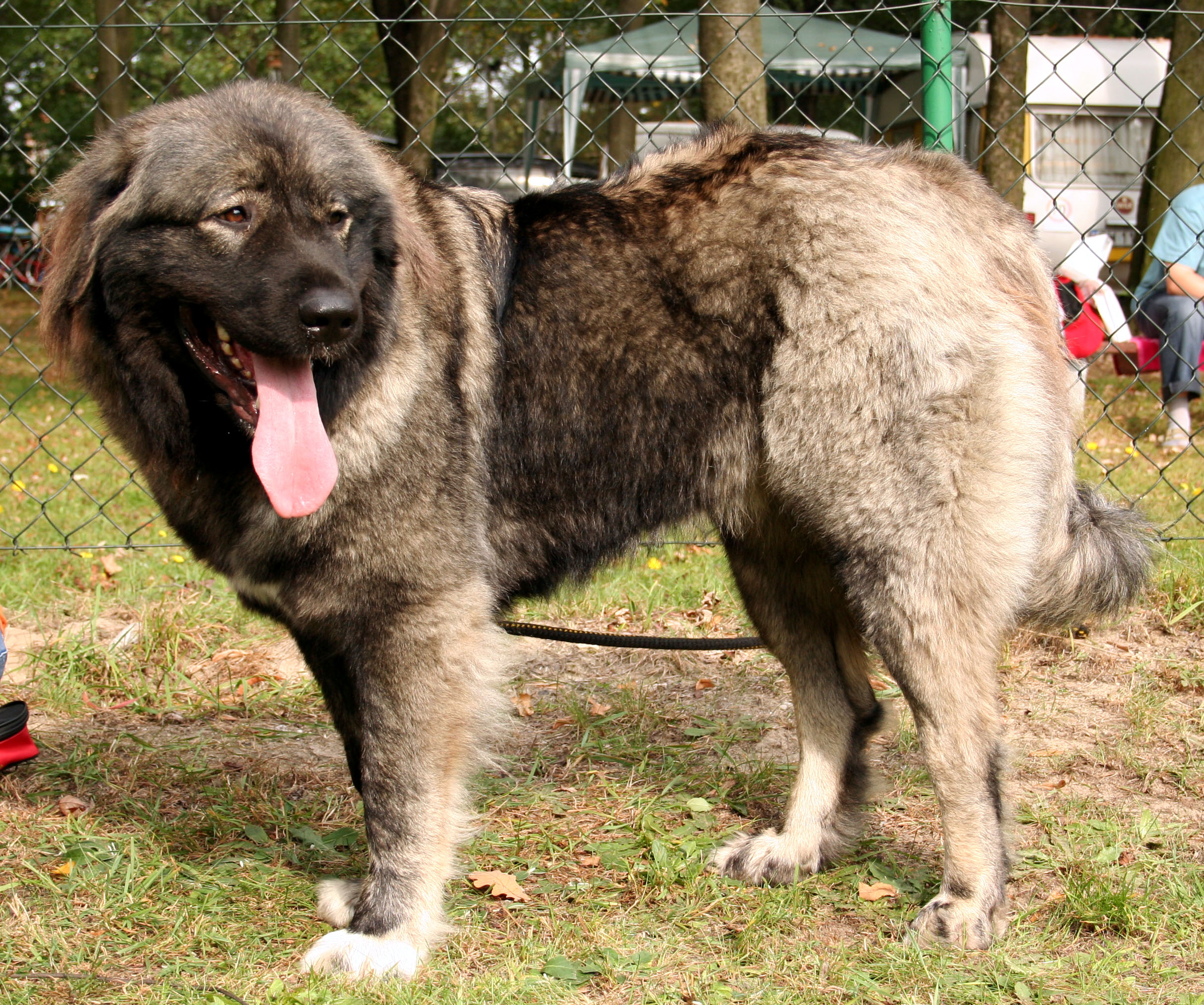 Caucasian Shepherd: The Mountain Guardian (image credits: wikimedia)
