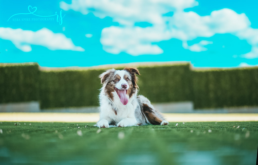 Australian Shepherd: The Devoted Herder (image credits: flickr)