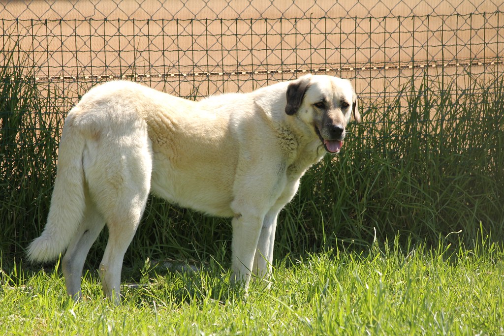 Anatolian Shepherd: The Ancient Guardian (image credits: flickr)
