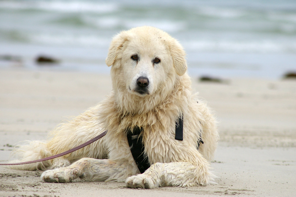 Great Pyrenees: The Mountain Sentinel (image credits: flickr)